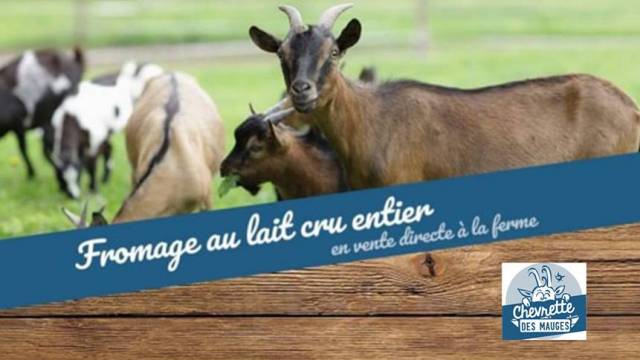 Chevrette des mauges 
